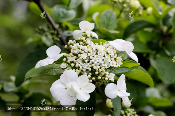瓊花