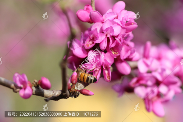 蜜蜂