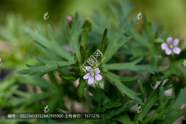 老鸛草