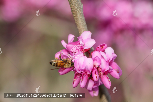 蜜蜂