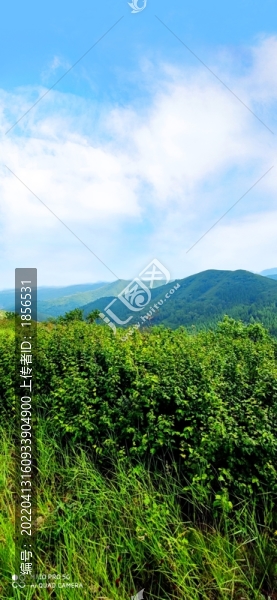 張北草原