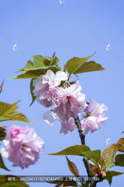 晚櫻