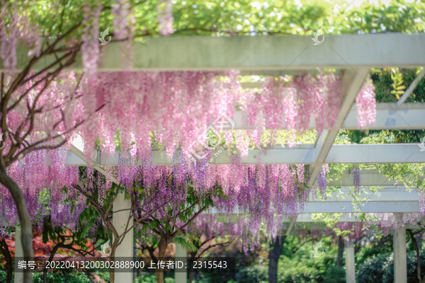 紫藤花