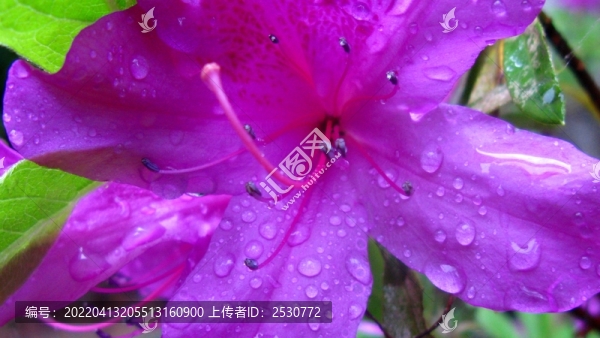 杜鵑花