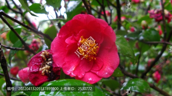山茶花