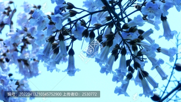 泡桐花