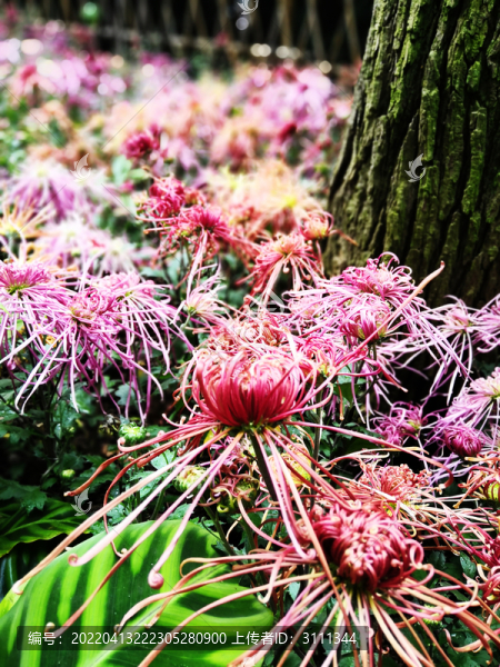 紫紅色菊花