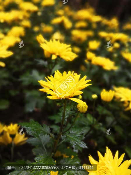 黃色菊花