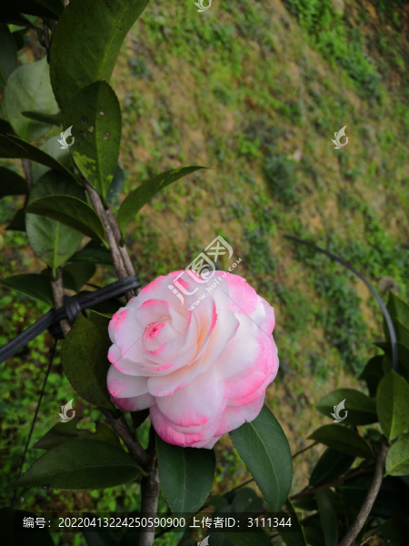 粉紅白茶花