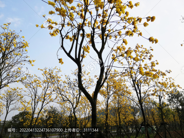 黃花風(fēng)鈴木