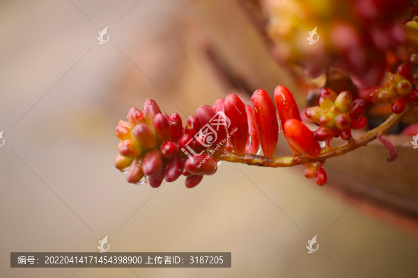 多肉植物