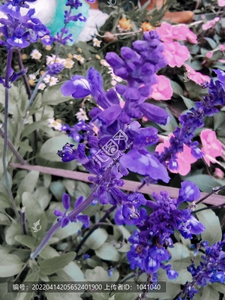 花卉