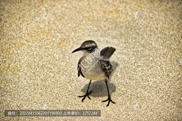 嘲鶇
