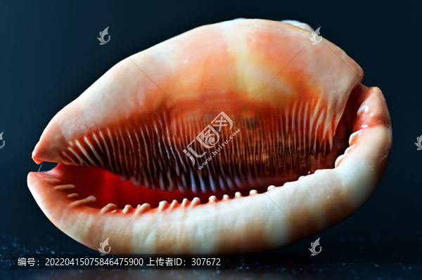 海螺