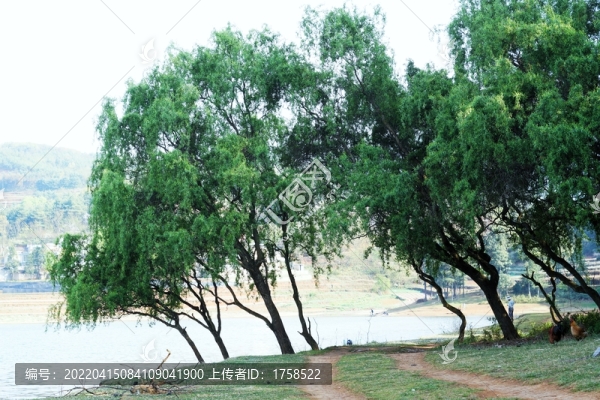 柳樹