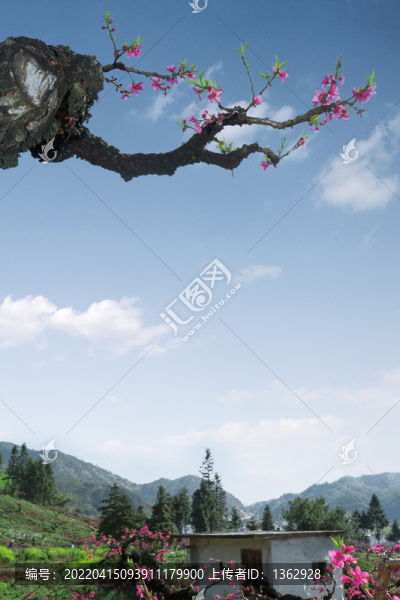 桃花醉