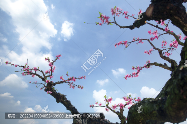 桃花醉