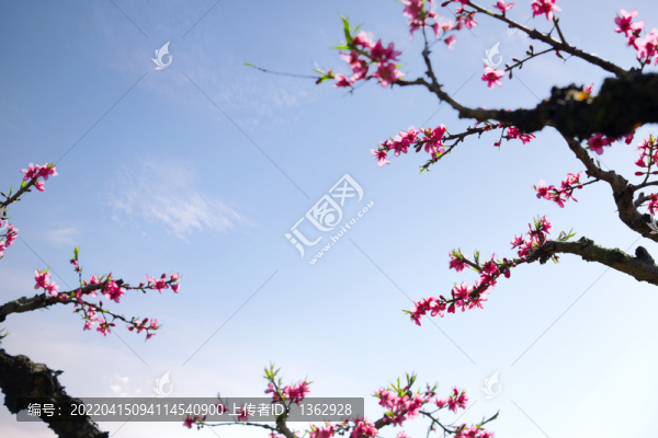 桃花醉