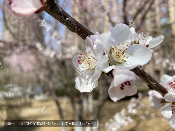 桃花