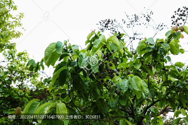 綠色清爽春天樹枝風(fēng)光樹葉