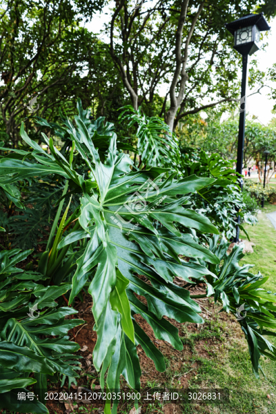 綠色公園樹林樹葉自然風(fēng)景