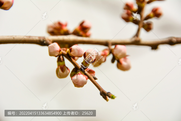 杏花桃花梨花