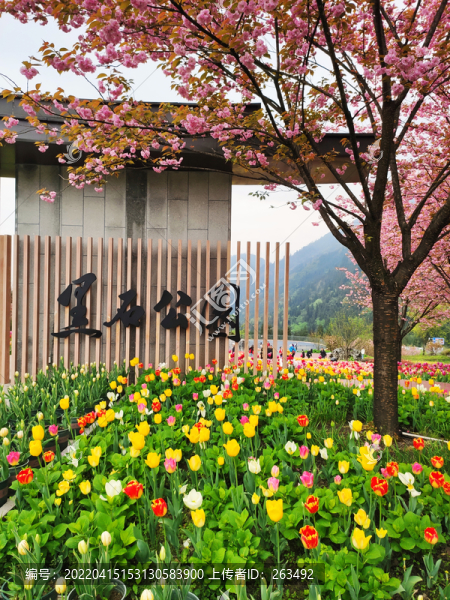 郁金香紅色櫻花