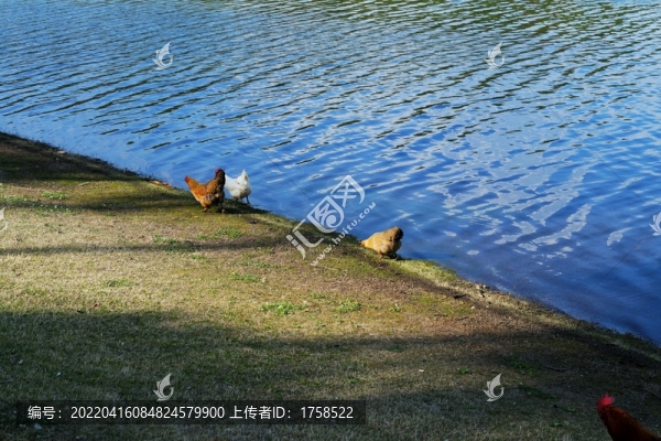 散養(yǎng)雞
