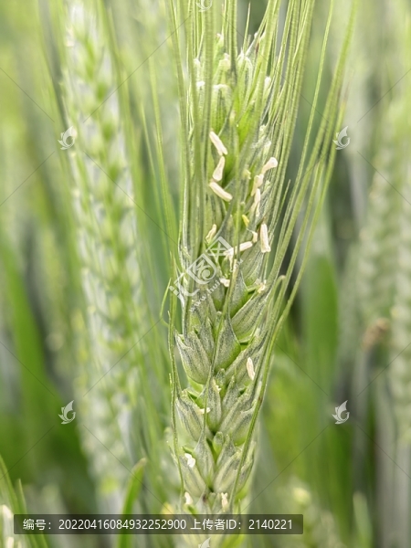 小麥揚白花