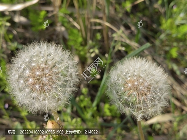蒲公英