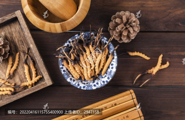滋補(bǔ)中藥冬蟲夏草