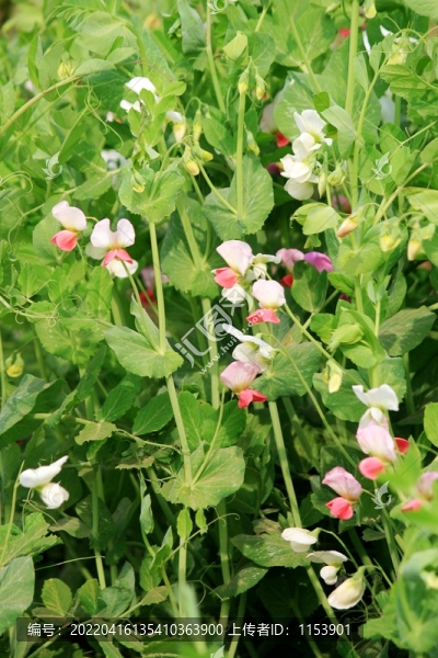 豌豆開(kāi)花