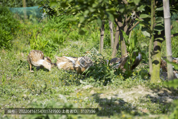 散養(yǎng)土鴨
