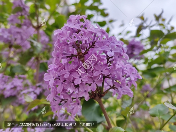 丁香花