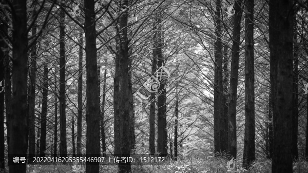 樹林