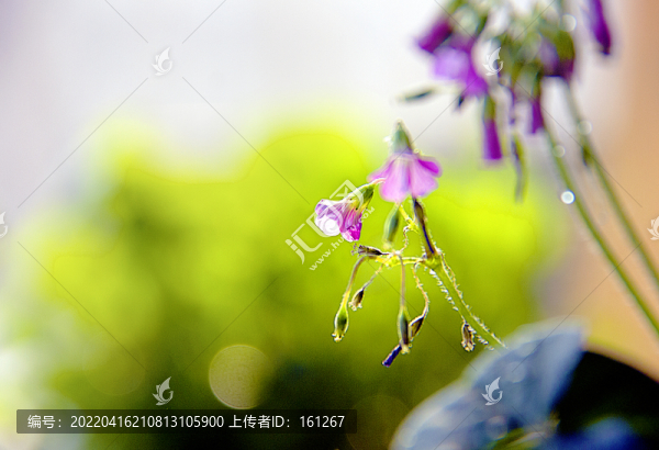夢(mèng)幻櫧頭紅花
