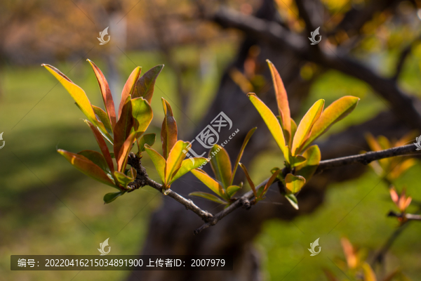 春日里的石榴樹(shù)