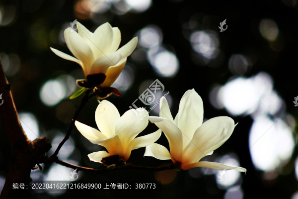玉蘭花