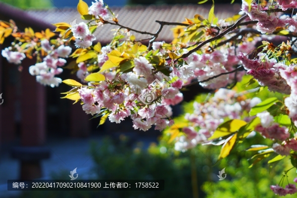櫻花