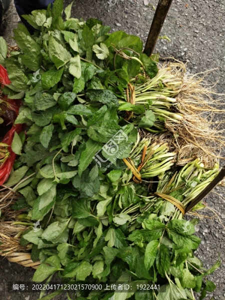 鴨腳板野菜