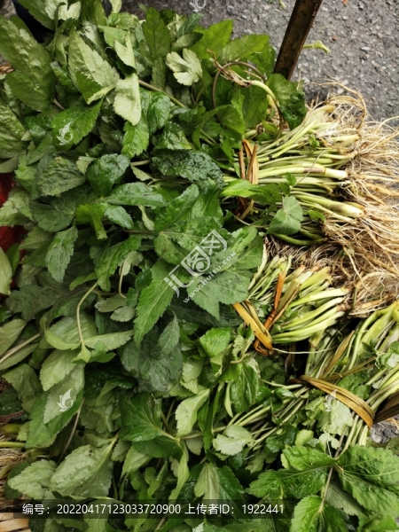 野生鴨腳板