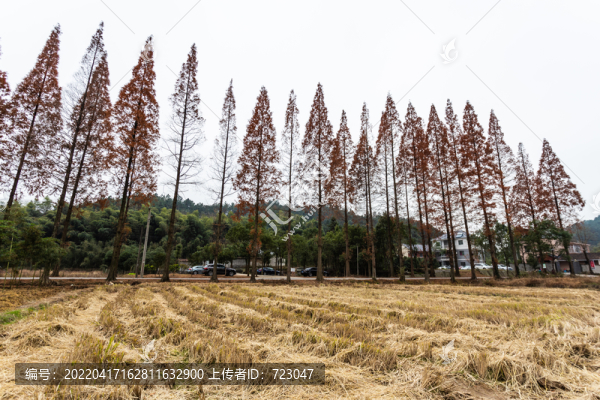 杭州余杭長樂林場