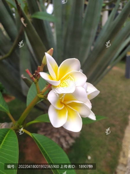 雞蛋花