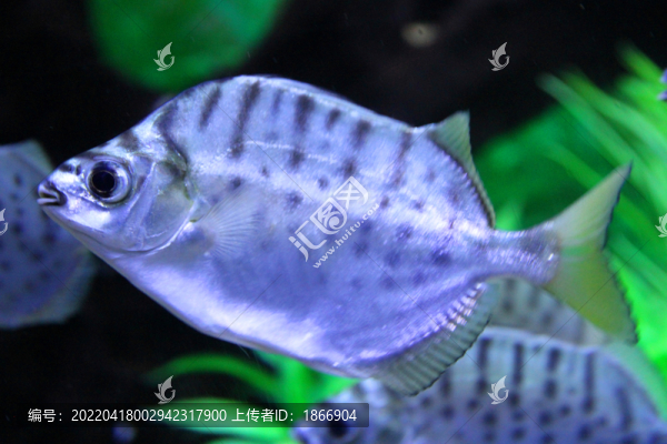 銀鼓魚(yú)
