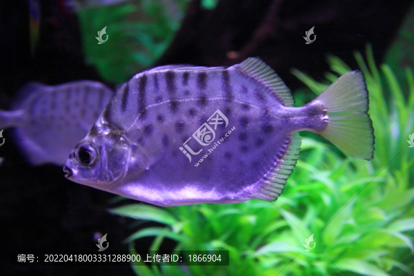 銀鼓魚