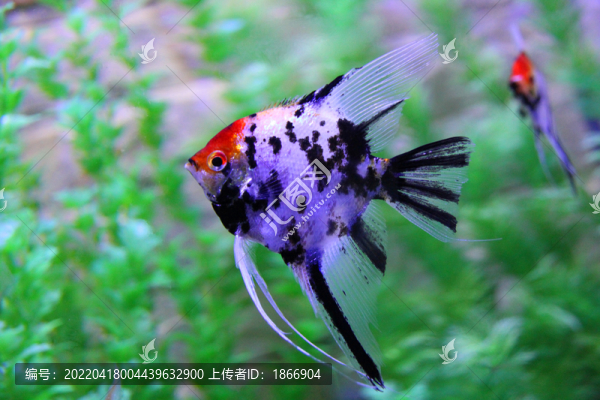 神仙魚(yú)