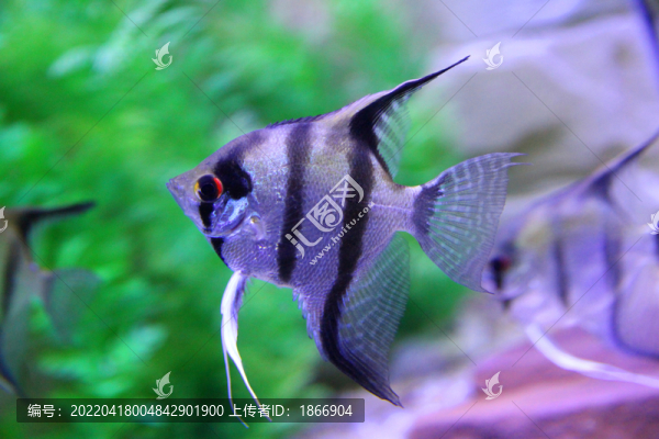 神仙魚