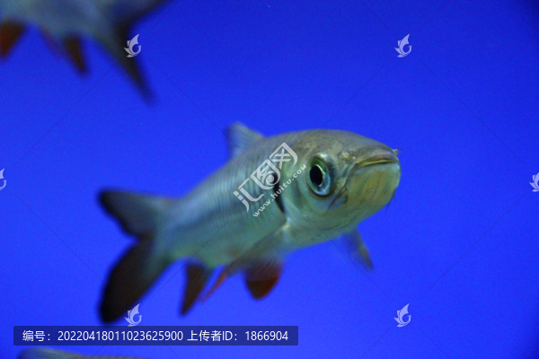 黑線飛狐大圖