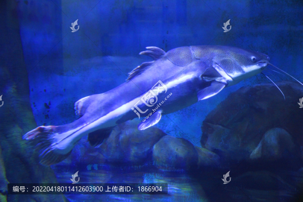 紅尾鯰魚