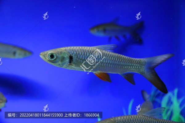 黑線飛狐
